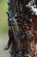 Cicada orni