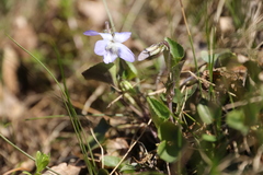 Viola rupestris