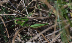 Locusta