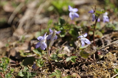Viola rupestris