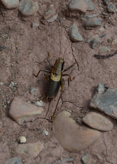 Pholidoptera griseoaptera