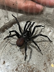 Bothriocyrtum californicum