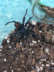 Bothriocyrtum californicum