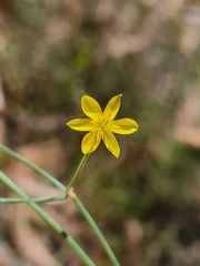 Tricoryne elatior