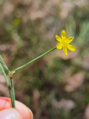 Tricoryne elatior