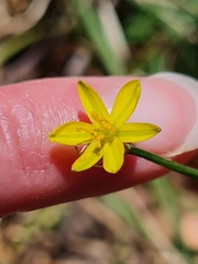 Tricoryne elatior