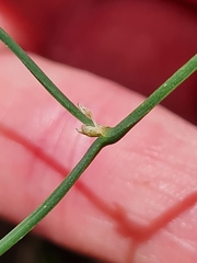 Tricoryne elatior