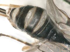 Microgastrinae