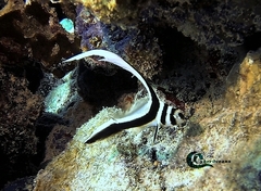 Eques punctatus