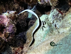 Eques punctatus