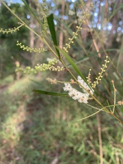 Acacia longissima