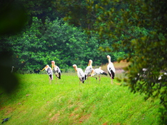 Mycteria leucocephala