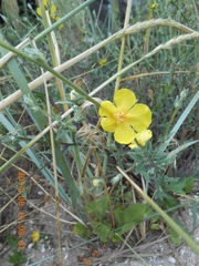 Verbascum pinnatifidum