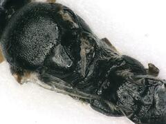 Microgastrinae