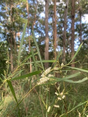 Acacia longissima