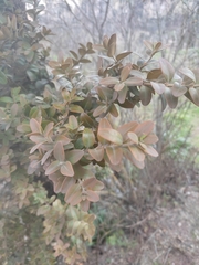 Buxus sempervirens