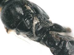 Microgastrinae
