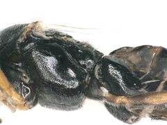 Microgastrinae