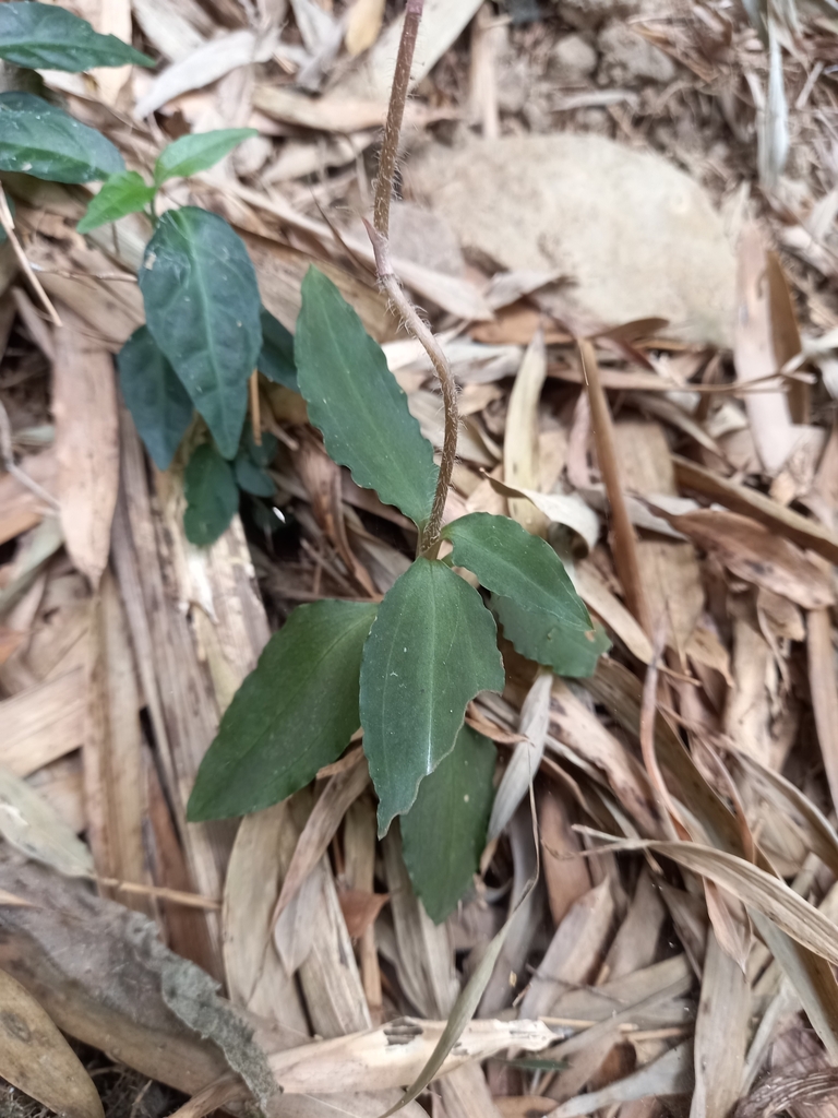 Zeuxine parvifolia (Zeuxine parvifolia)
