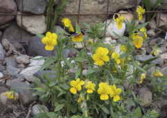 Viola tricolor