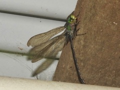 Anax guttatus