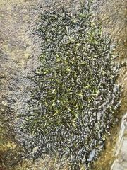 Hygroamblystegium humile