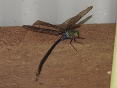 Anax guttatus
