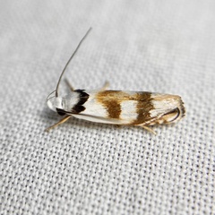 Plectophila pyrgodes