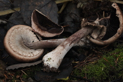 Agaricus langei