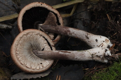 Agaricus langei