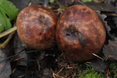 Agaricus langei