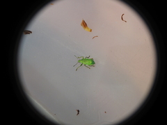 Polydrusus planifrons