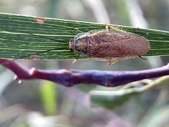 Pseudophyllodromiinae