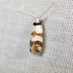Chezala brachypepla
