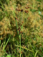 Rhynchospora corniculata
