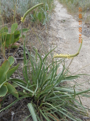 Plantago salsa