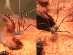 Leiobunum