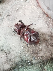 Oryctes rhinoceros