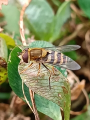 Parasyrphus