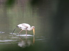 Mycteria leucocephala