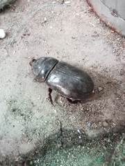 Oryctes rhinoceros