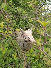 Eriogaster lanestris