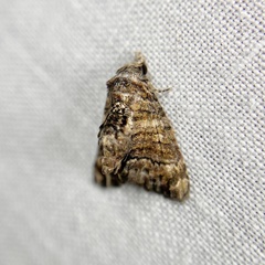 Chlumetia euthysticha