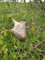 Eriogaster lanestris