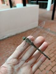Anax ephippiger