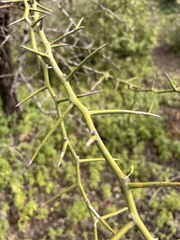 Euphorbia tirucalli