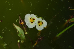 Sagittaria montevidensis