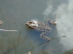Pelophylax porosus porosus