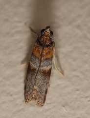 Calguia defiguralis
