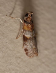Calguia defiguralis